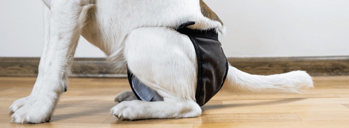 Mijn hond is loops, wat nu? Mijn hond is loops, wat nu?